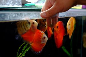 Valg av fisk-Utforsk spennende arter til akvariet ditt!