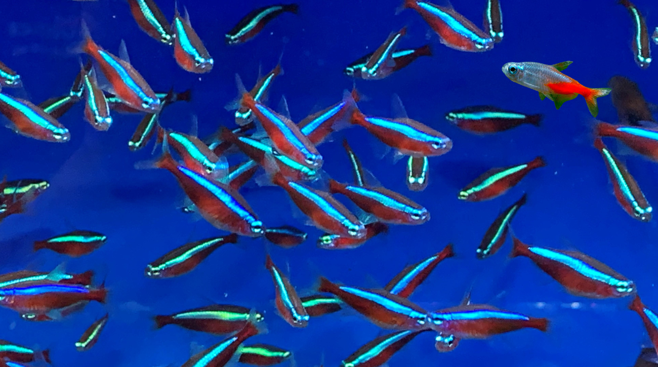 Neon tetra og Kardinal tetra