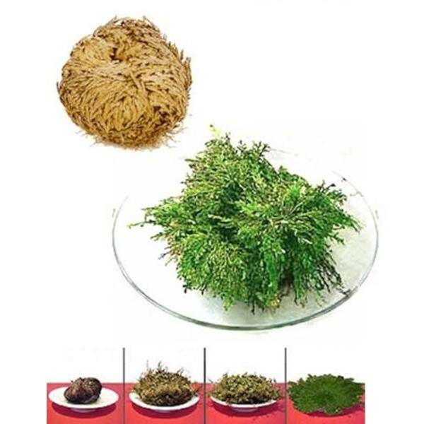 Lucky Reptile Rose of Jericho Live Plant